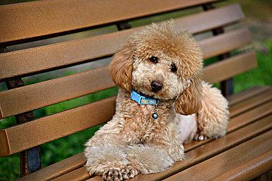 《神鬼寓言4》开发进展顺利 或将登陆PS5和Switch2